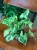 Syngonium podophyllum 'Three Kings' (3).jpeg