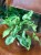 Syngonium podophyllum 'Three Kings' (4).jpeg