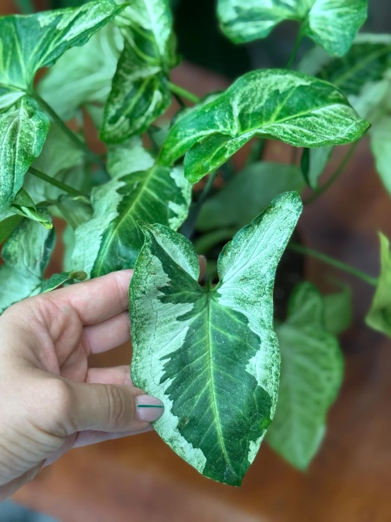 Syngonium podophyllum 'Three Kings' (1).jpeg