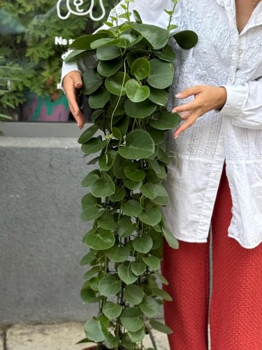 Cissus rotundifolia (2).jpg