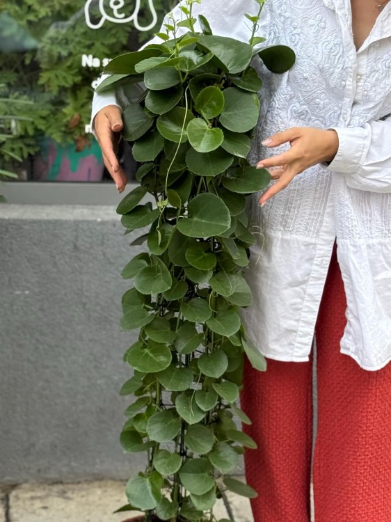 Cissus rotundifolia (2).jpg