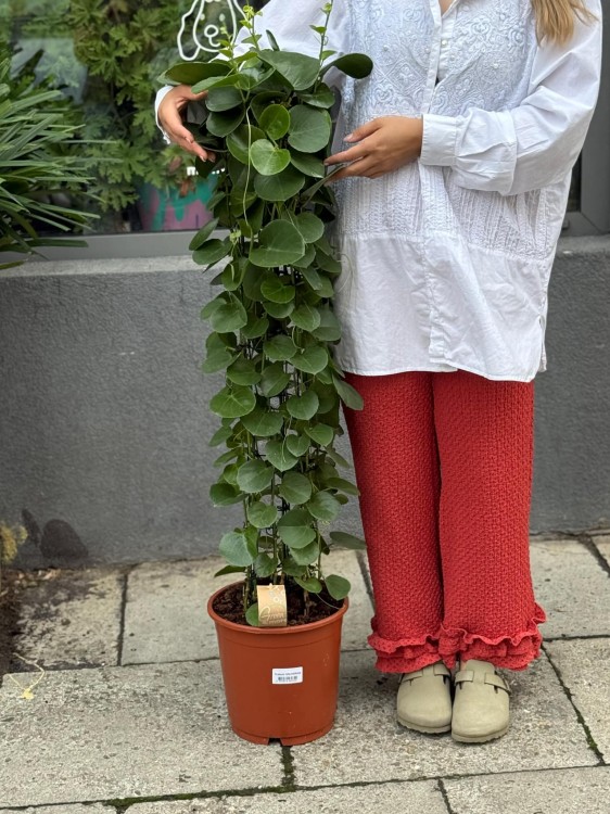 Cissus rotundifolia (3).jpg