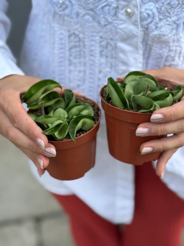 Hoya carnosa 9 cm Compacta green (2).jpg