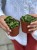 Hoya carnosa 9 cm Compacta green (2).jpg