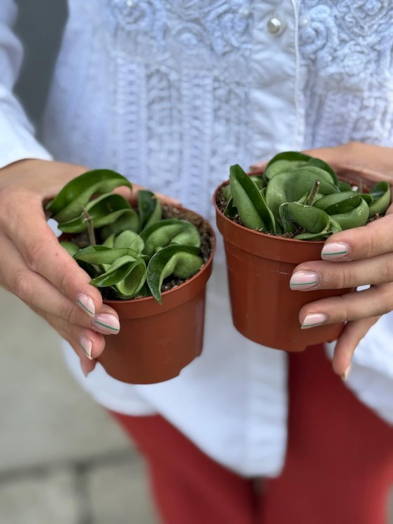 Hoya carnosa 9 cm Compacta green (2).jpg