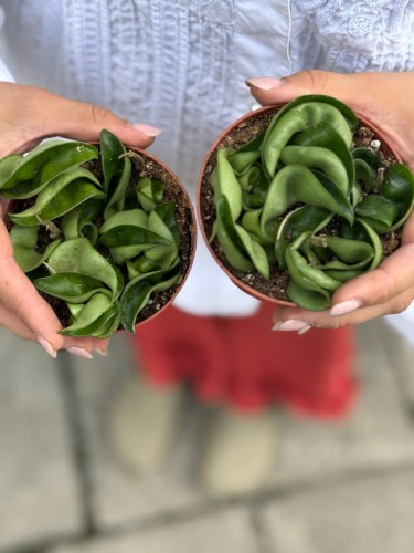Hoya carnosa 9 cm Compacta green (3).jpg