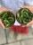 Hoya carnosa 9 cm Compacta green (3).jpg