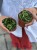 Hoya carnosa 9 cm Compacta green (4).jpg