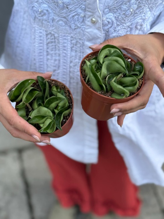 Hoya carnosa 9 cm Compacta green (4).jpg
