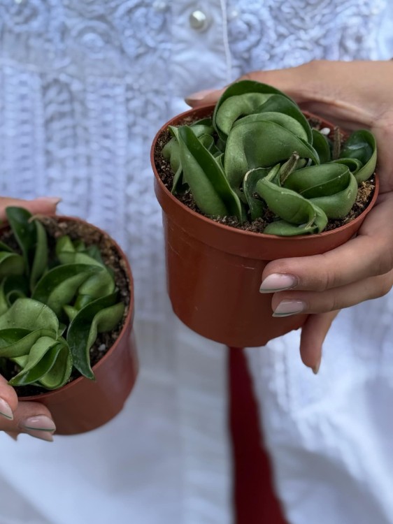 Hoya carnosa 9 cm Compacta green (1).jpg