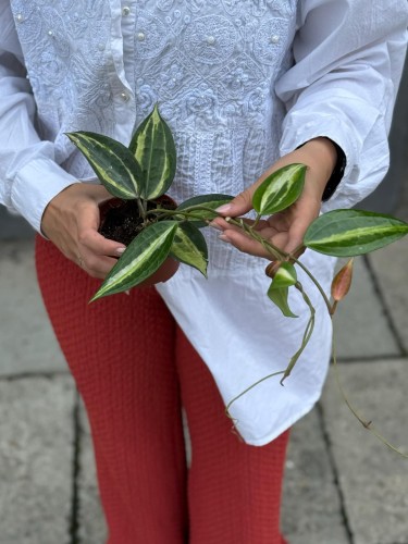 Hoya Latifolia Pot of Gold (2).jpg