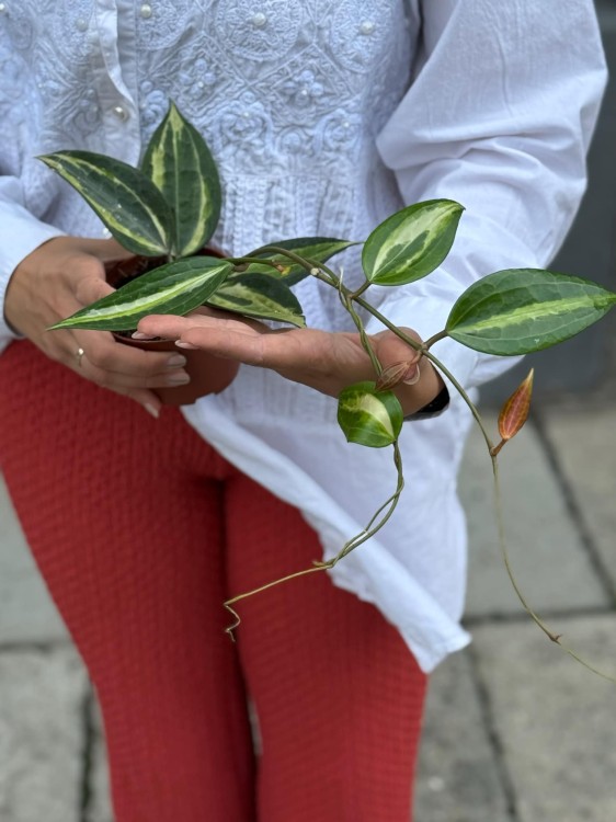 Hoya Latifolia Pot of Gold (3).jpg