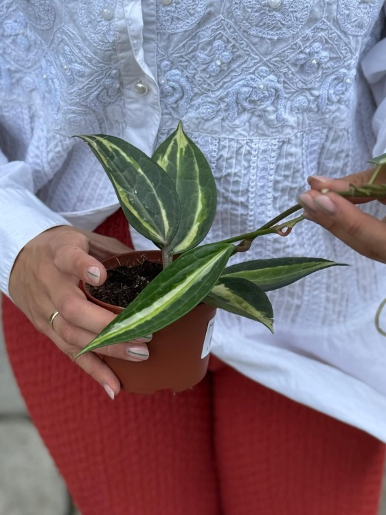 Hoya Latifolia Pot of Gold (1).jpg