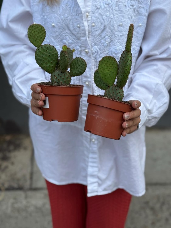 Opuntia microdasys rufida (2).jpg