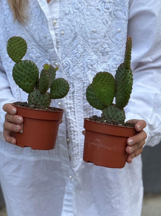 Opuntia microdasys rufida (3).jpg