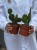 Opuntia microdasys rufida (4).jpg