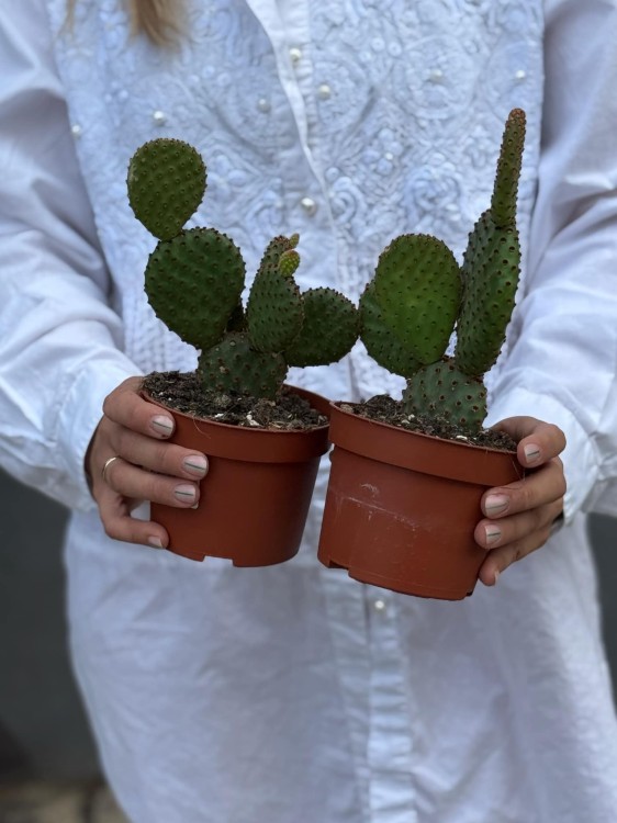 Opuntia microdasys rufida (4).jpg