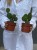 Opuntia microdasys rufida (1).jpg