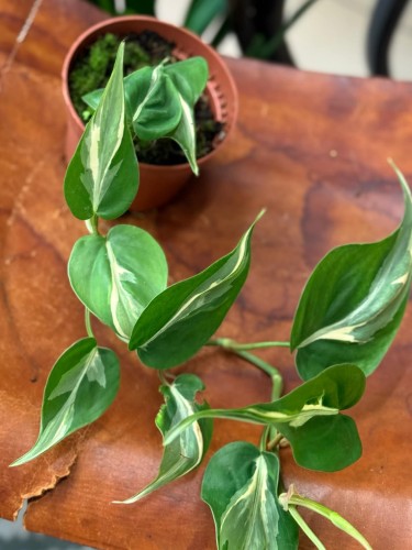 Philodendron rio (2).jpg