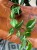 Philodendron rio (1).jpg