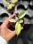 Philodendron Snowdrift (2).jpg