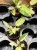 Philodendron Snowdrift (3).jpg