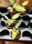 Philodendron Snowdrift (4).jpg