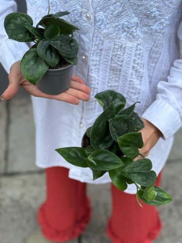 Scindapsus Silver Platinum (2).jpg
