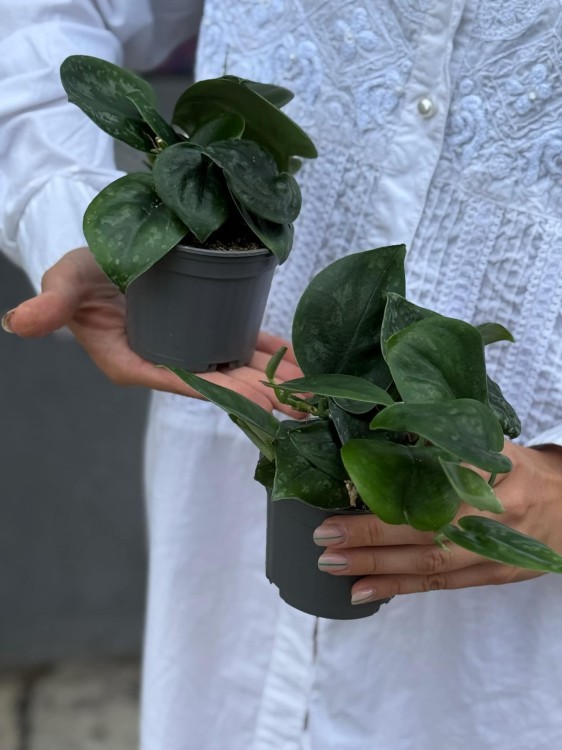Scindapsus Silver Platinum (1).jpg