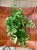 Aeschynanthus lobbianus Variegatus eszynantus  (2).jpg