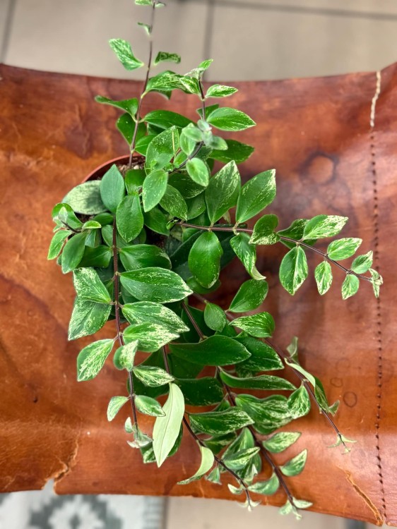 Aeschynanthus lobbianus Variegatus eszynantus  (2).jpg