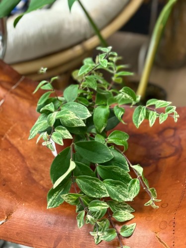 Aeschynanthus lobbianus Variegatus eszynantus  (3).jpg