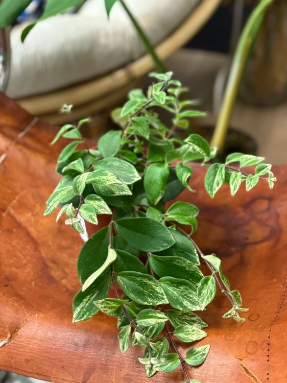 Aeschynanthus lobbianus Variegatus eszynantus  (3).jpg