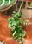 Aeschynanthus lobbianus Variegatus eszynantus  (4).jpg