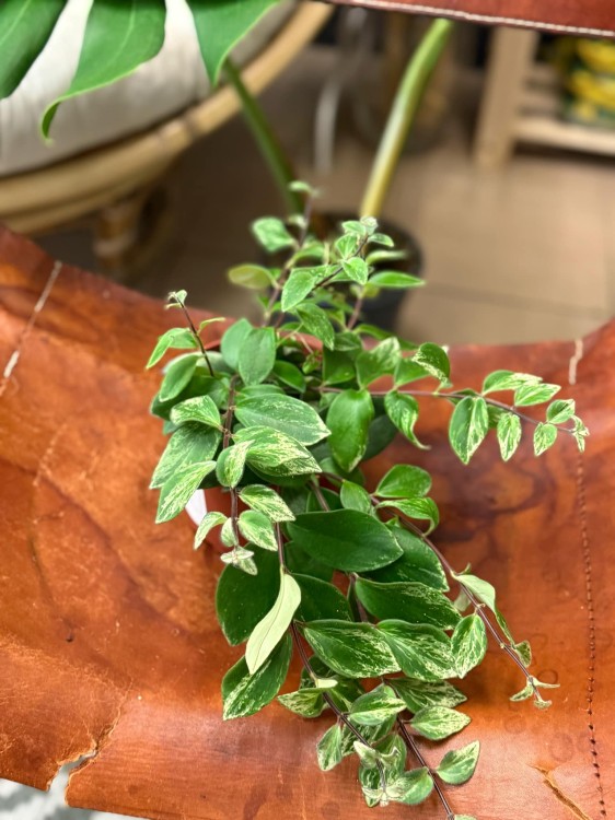 Aeschynanthus lobbianus Variegatus eszynantus  (4).jpg