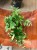 Aeschynanthus lobbianus Variegatus eszynantus  (1).jpg