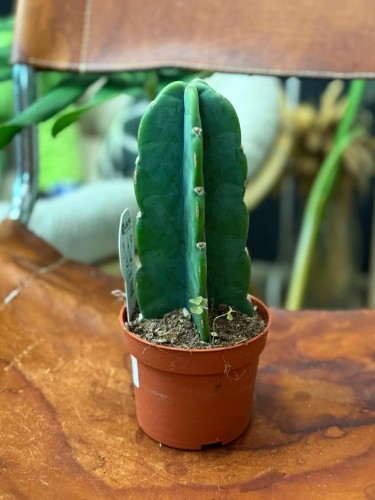 Cuddly Cactus (Cereus jamacaru (2).jpg