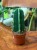 Cuddly Cactus (Cereus jamacaru (2).jpg