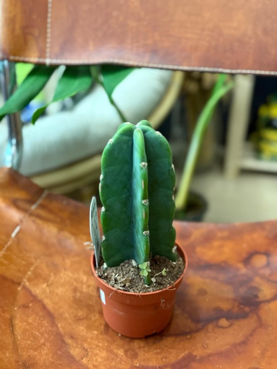 Cuddly Cactus (Cereus jamacaru (3).jpg