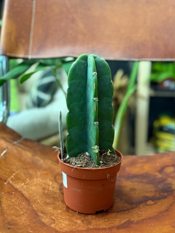 Cuddly Cactus (Cereus jamacaru (1).jpg