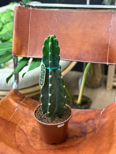 Cuddly Cactus (Cereus jamacaru) (2).jpg