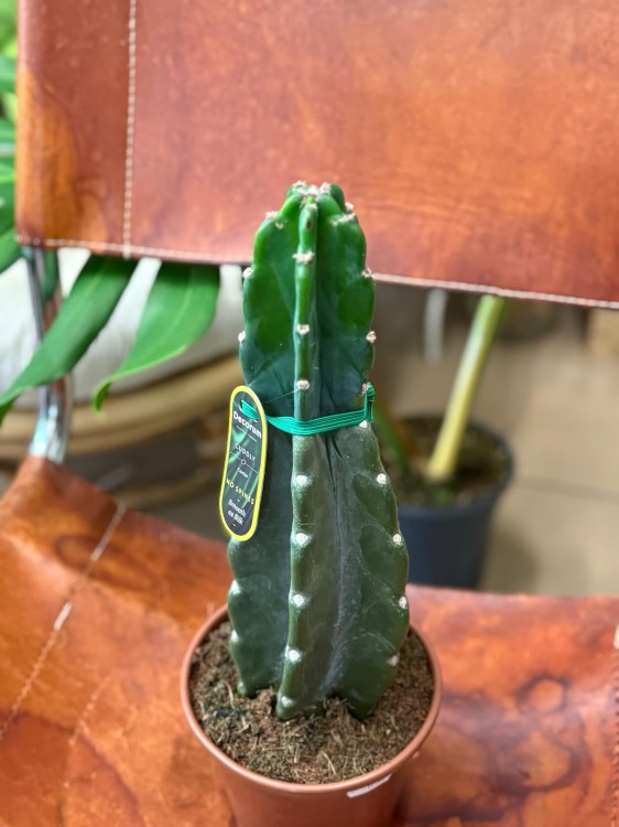 Cuddly Cactus (Cereus jamacaru) (3).jpg