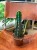 Cuddly Cactus (Cereus jamacaru) (1).jpg