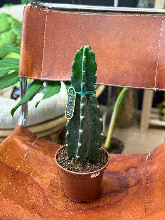 Cuddly Cactus (Cereus jamacaru) (1).jpg