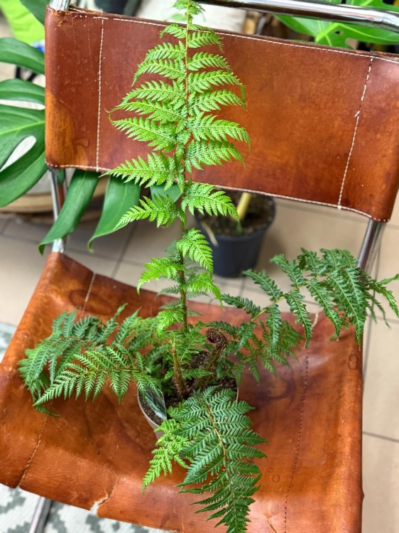 Cyathea Australis (2).jpg