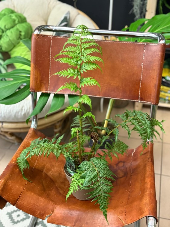 Cyathea Australis (3).jpg