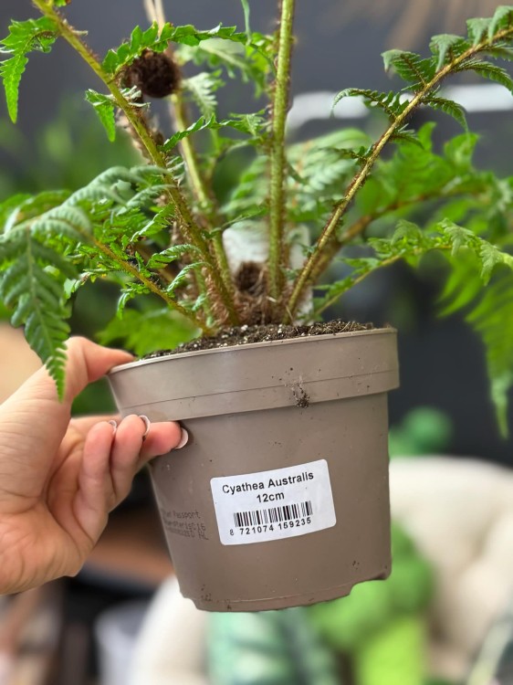 Cyathea Australis (4).jpg