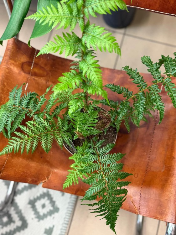 Cyathea Australis (1).jpg