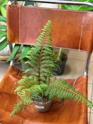 Cyathea 'Highland Lace (3).jpg