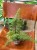 Cyathea 'Highland Lace (3).jpg